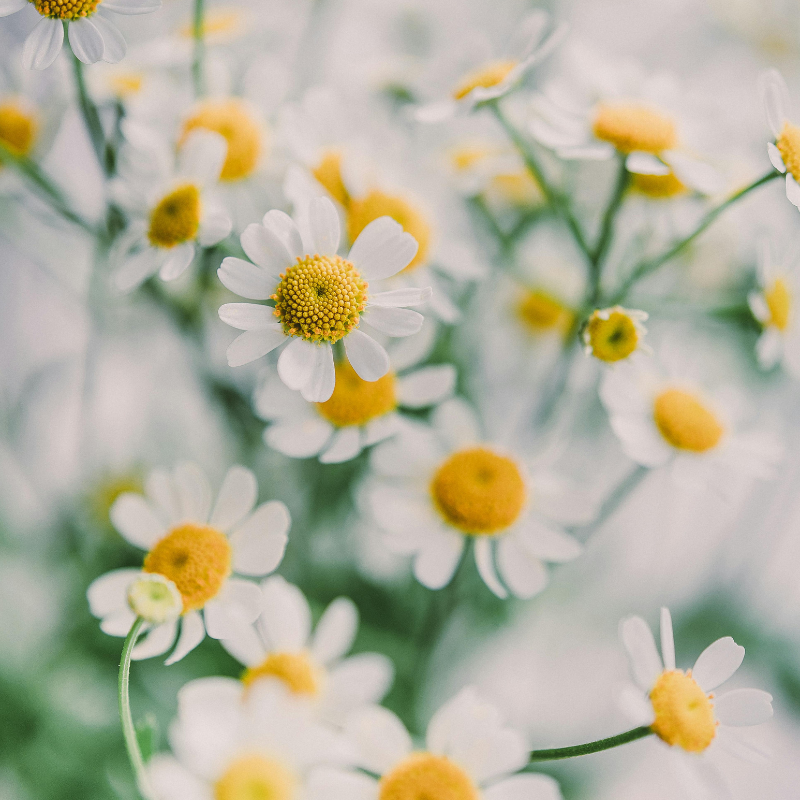 Plantas Medicinales Simples